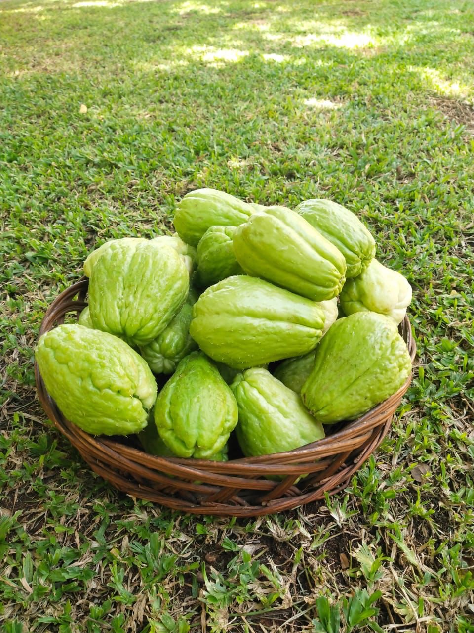 Chow Chow (ಸೀಮೆ ಬದನೇಕಾಯಿ)